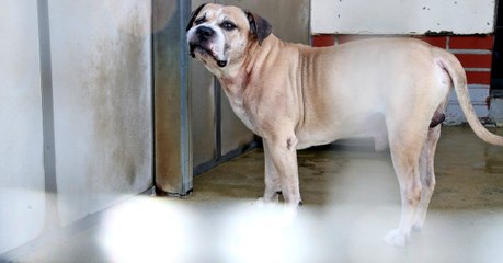 Fighter Dog Brutally Kills His Owners But Will Not Be Euthanised At This Time