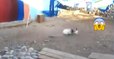 These Rabbits Were Fighting But You'll Never Believe Who Stepped In To Stop Them