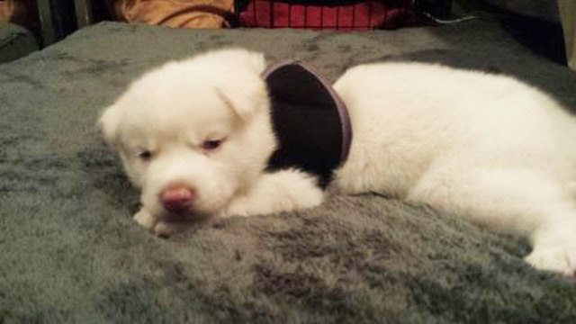 This Adorable Puppy Was Scheduled To Be Put Down By His Owner But His Story Wasn't Over...