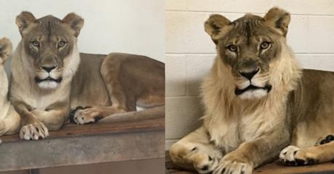 Experts Have Finally Discovered Why This Lioness Suddenly Started Growing A Mane