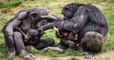 Humans Are Affecting Chimpanzees' Behaviour In A Disturbing Way