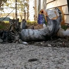 This Duckling Joining And Cuddling A Bunch Of Kittens Will Brighten Up Your Day