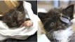 This Poor Kitten's Life Is In Danger Thanks To An Eye Infection