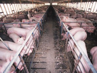 ¿Qué es una macrogranja, y qué impactos causa?