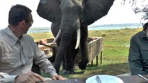 They Were Eating Lunch When This Elephant Did Something Totally Unexpected