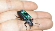 This Tiny Beetle Could Soon Become The Key To Saving Thousands Of Lives