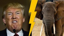 Trump Re-Authorises Elephant And Lion Hunting In The US