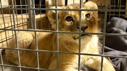 This Lion Cub Was Rescued From A Very Unexpected Place