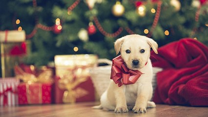 10 Original And Thoughtful Christmas Present Ideas For Animal Lovers