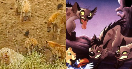 Incredible Footage Of Cornered Lion Calling For Back-Up Shows Real-Life Lion King