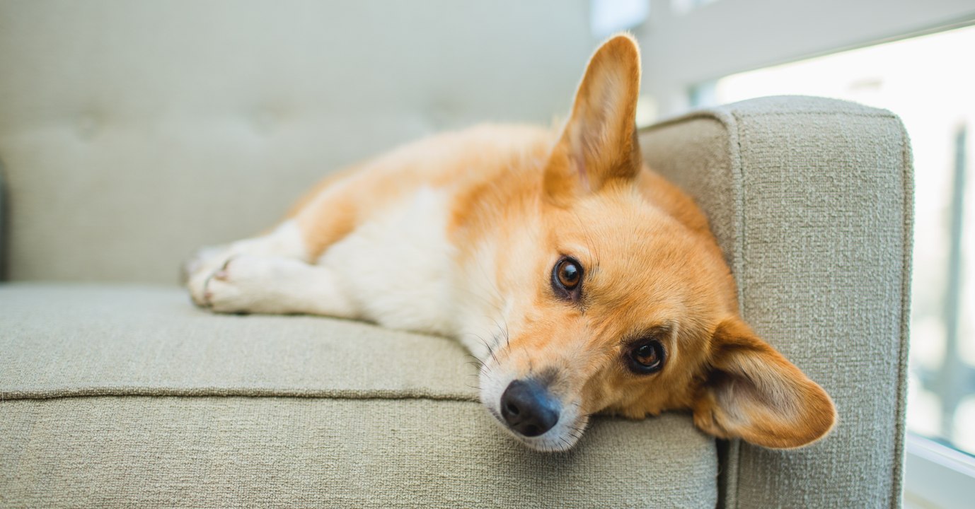 This Corgi Has The Cutest Way To Get Over His Fear Of The Vet