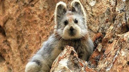 Researchers Have Captured Footage Of The Rare Ili Pika For The First Time In Decades