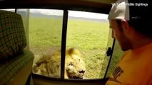 Thrillseeker Or Idiot? Daring Tourist Tries To Stroke Lion Whilst On A Safari