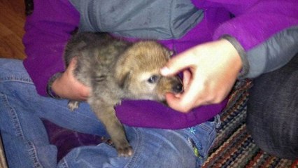 He Brought An Orphaned Puppy Home But It Turned Out It Wasn't A Dog