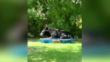 One woman was left shocked after finding this beast asleep in the kiddie pool (VIDEO)