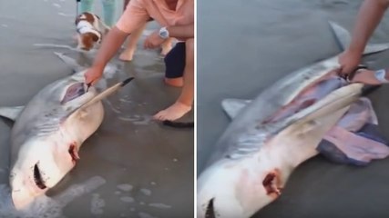 This Family Came Across A Dead Shark On The Beach... But Something Was Moving In Its Stomach