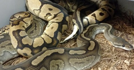 It Turns Out Not All Snakes Give Birth The Way We Thought...