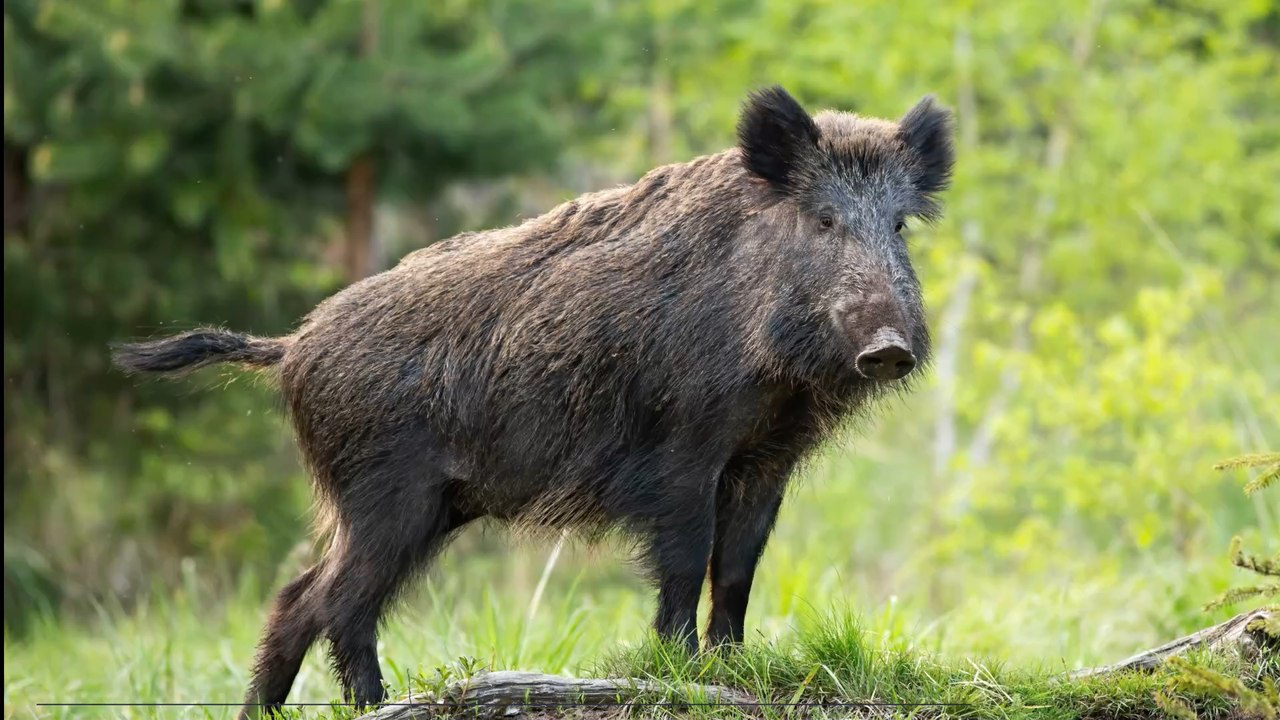 Hunter discovers something strange as he dissects a wild boar