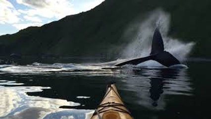 Whale Slaps Tail at Kayakers