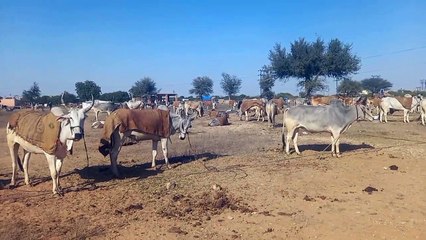 Download Video: The world-class Ramdev cattle fair, which is buzzing with millions, is now reduced to thousands