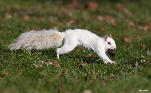 Moment A Super Rare 'Albino' Squirrel Is Spotted In UK City Centre - And It's Adorable