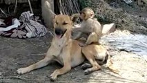 This Dog Adopted A Baby Monkey And They’ve Been Inseparable Ever Since