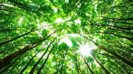 This Is The Tree That Matches Your Personality - According To Your Star Sign