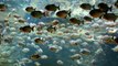 What would happen if you fell into a pool full of piranhas?