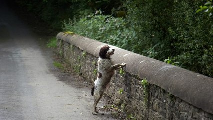 Nearly 600 dogs have ‘committed suicide’ by jumping off this bridge in Scotland