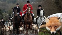 This Is How Fox Hunting Continues In The UK, Despite The Ban