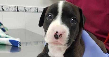 This Poor Puppy Was Found In The Bin On Boxing Day