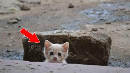 This Adorable Kitten Has Transformed Into A Magnificent Little Red Lion