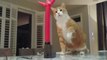 The Hilarious Moment A Curious Cat Meets An Inflatable Tube Man For The First Time