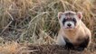 Meet Elizabeth Ann, the first clone of an endangered species of ferret