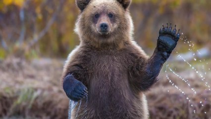 Watch this bear chase a man across town