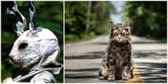 Mark Your Diaries: A Bloodcurdling Trailer For Stephen King's 'Pet Sematary' Has Dropped