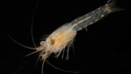 A new shrimp species has been discovered in the middle of London