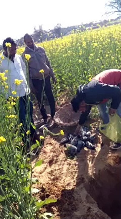 धाधड़ा गांव में मृत मिले कबूतर, ग्रामीणों में सनसनी