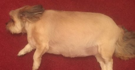 This Greedy Dog Very Nearly Ruined Christmas