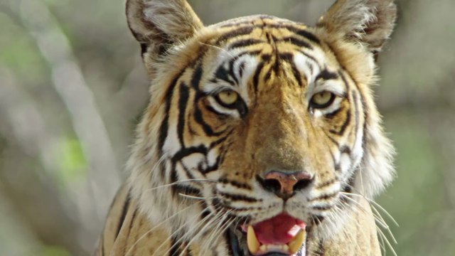 Poacher responsible for the death of 70 tigers has finally been caught by police