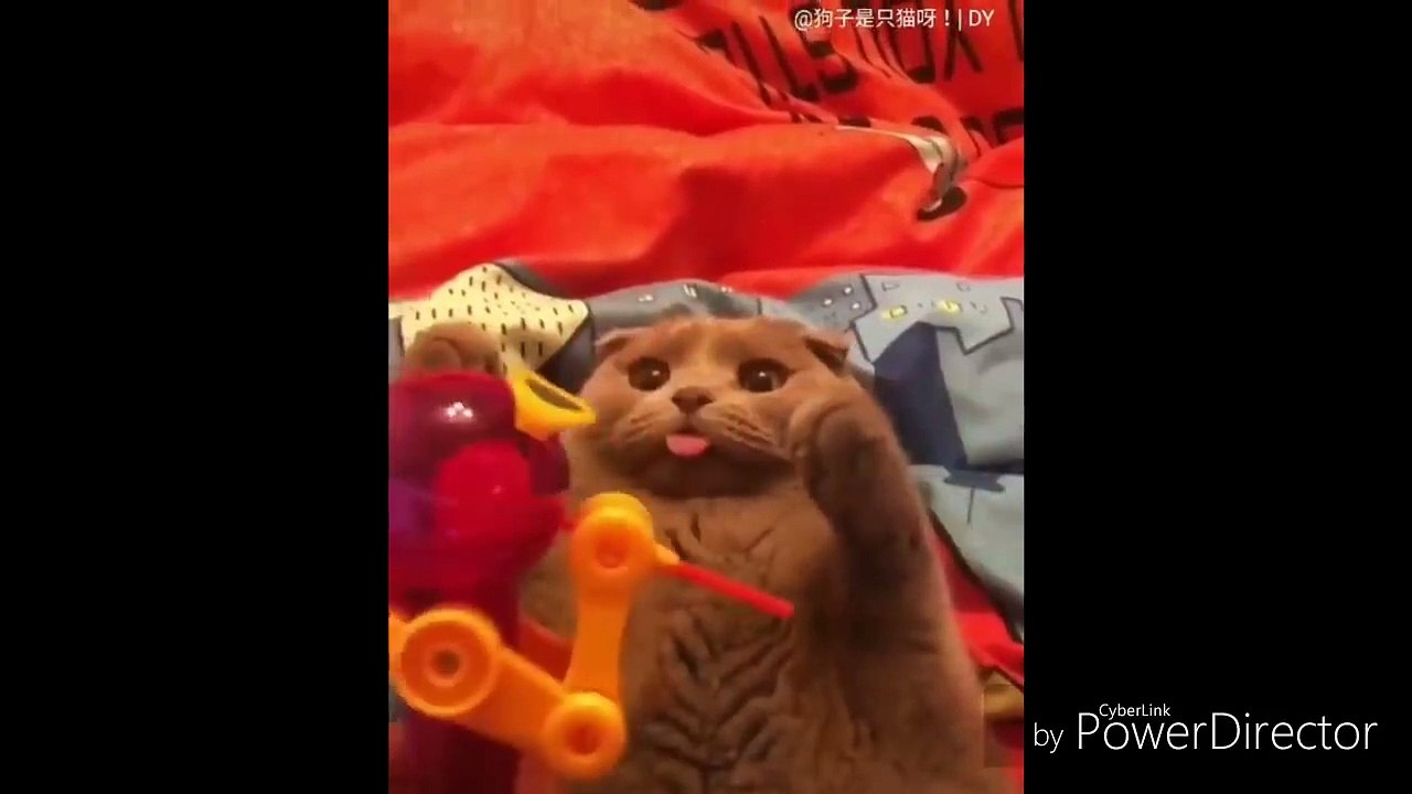 Coba Tahan tawa lihat Video lucu - video hewan lucu - video kucing lucu bikin hemes