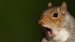 A squirrel gets drunk after eating a fermented pear (VIDEO)