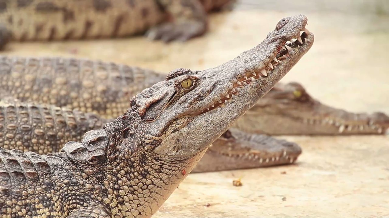 This man survived in a crocodile-infested forest for three weeks