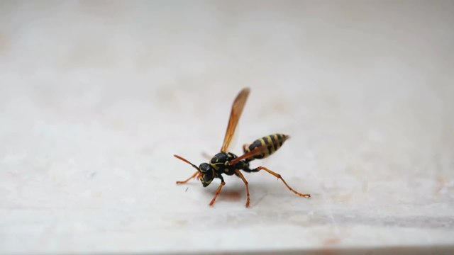 What's the point of wasps?