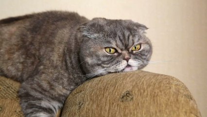 This Woman Bought a Used Sofa and Found Something Living Inside