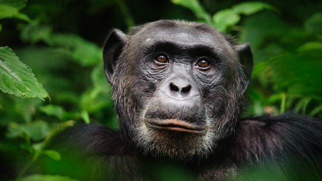 Researchers filmed an emotional chimpanzee birth that questions previous assumptions about mankind