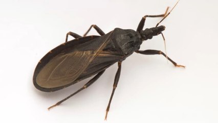 Meet the kissing bug, and why you should stay away from it at all costs
