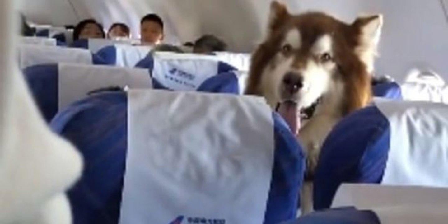 The Fluffiest Emotional Support Dog Steals Everyone's Hearts Aboard The China Southern Airlines