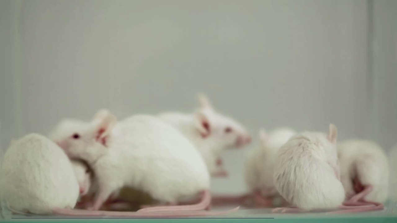 Australian woman wakes up to rodent nibbling on her eyeball
