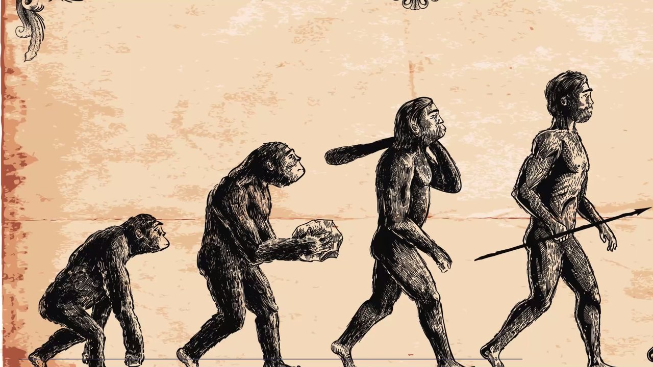 The diagram of human evolution is actually wrong